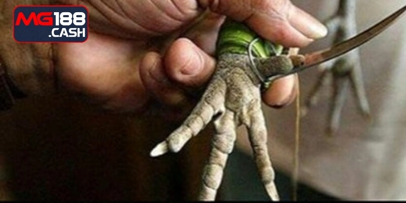 Bí kíp đánh giá đá gà cựa dao dễ thắng nhất