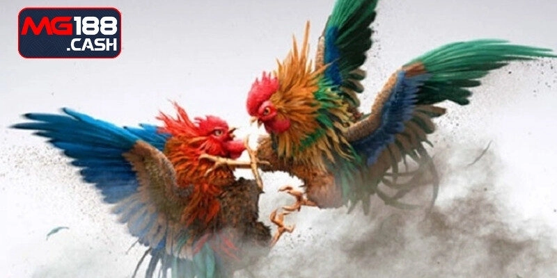 Chia sẻ kinh nghiệm thắng lớn tại đá gà Mg188